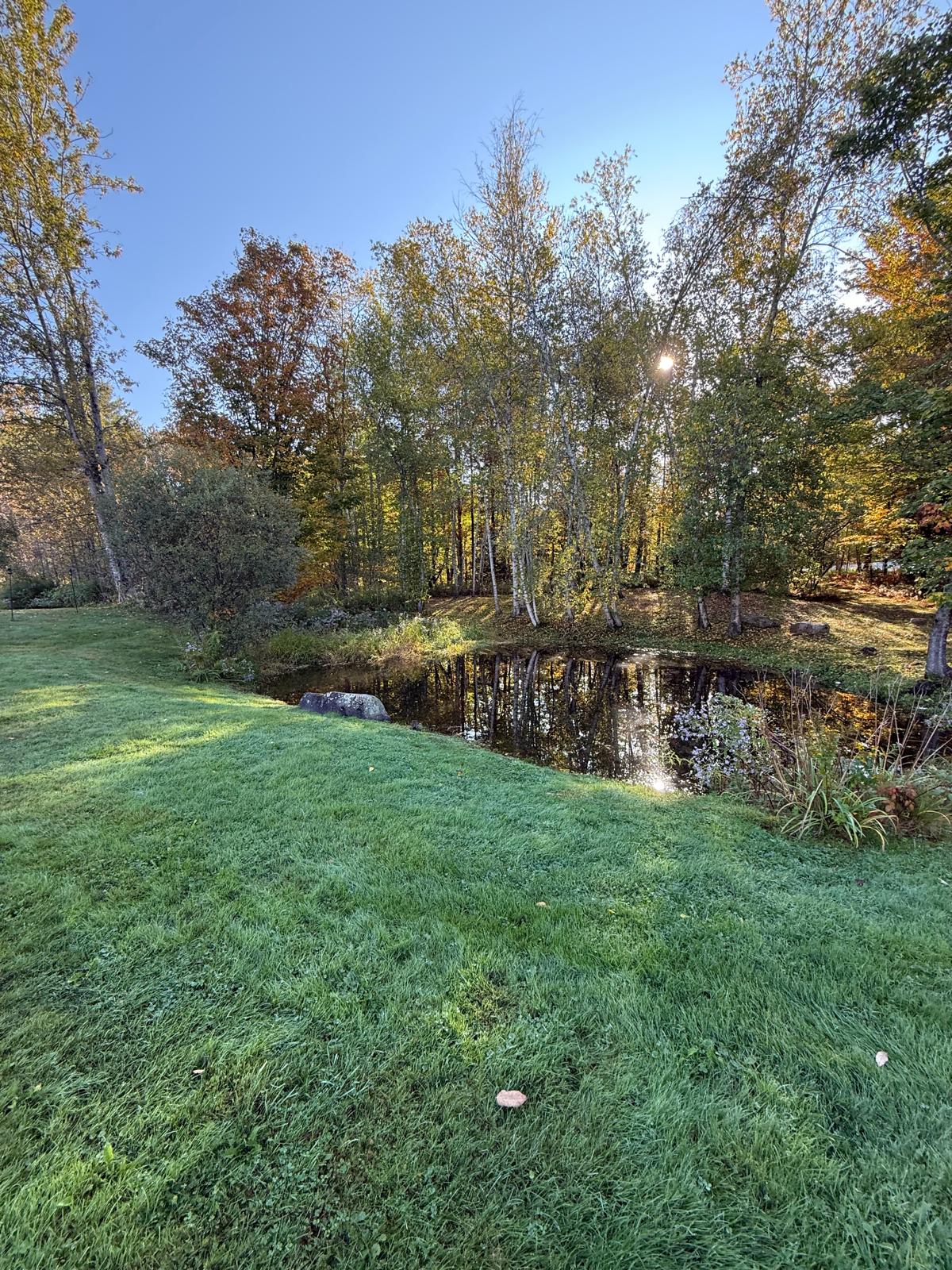 The Pond — Autumn close-up